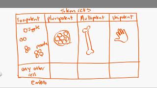 totipotent vs pluripotent vs multipotent vs unipotent [upl. by Kailey]