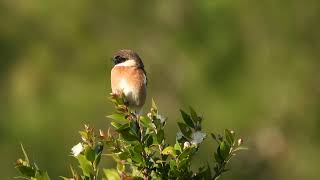 Common Stonechat Saltimpalo Saxicola torquata [upl. by Maire375]