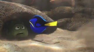 Disney’s Finding Dory  Sleep Swimming  On Bluray DVD and Digital NOW [upl. by Ruhtua]