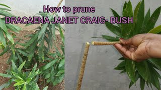 Trimming and propagating the stem of DRACAENA JANET CRAIG [upl. by Illyes253]