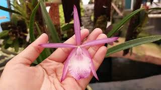 Brassocattleya Jairak Kiku [upl. by Kentiga123]