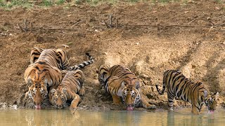 Sultana T 107 Tigress Drinking Water with her Cubs  Ranthambhore [upl. by Argyle]