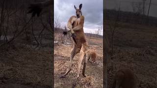 Kangaroo  The Buff Marsupial animals youtubeshorts wildlife [upl. by Oel245]