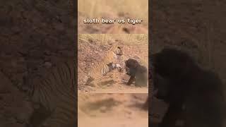 sloth bear vs tiger shorts youtubeshorts animals interesting viral bear tiger [upl. by Yaresed]