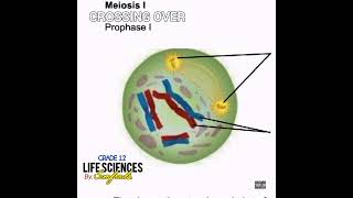 Grade 12 Life Sciences  Crossing over Prophase 1Meiosis 1 Official tutorial audio Hiphopversion [upl. by Mallin47]