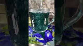 Aparitha Tea  Shankupula tea Health Benefits of butterfly pea Natures Gifted flower bluetea [upl. by Htenaj123]