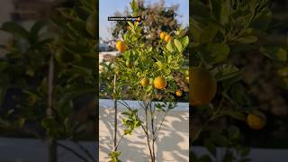 Calamondin Oranges 🍊 terracegarden fruit shorts [upl. by Lil]