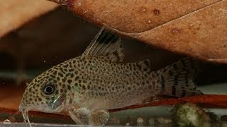 Corydoras punctatus im Iracobou [upl. by Lennod]