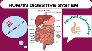 Human Digestive System Explained Easy to Understand How Digestion Works [upl. by Etan]