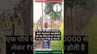 African mahogany tree farming in india shivashakti shortvideo bihar agriculturetoday [upl. by Aydan]