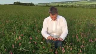 Sainfoin at Honeydale June 6th [upl. by Eceela]