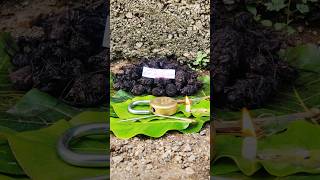 original nalla pasupu original black turmeric plant Kali haldi test trending 9325837843 [upl. by Linker565]