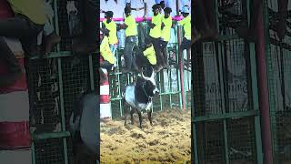 செம்மனூர் Jallikattu 2024  maravarmanpictures [upl. by Blackmun]