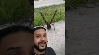 A aranha armadeira ATACOU ele  Biomesquita shorts [upl. by Aviv]