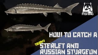 Russian Fishing 4 Akhtuba River How to catch a Sterlet and Russian Sturgeon trophy [upl. by Olin]