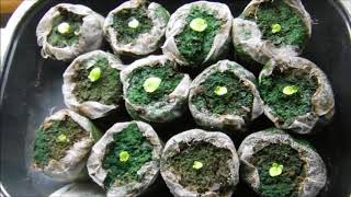 Wax Begonia seedlings update peat pellets vs seed starting mix [upl. by Ahsitil848]