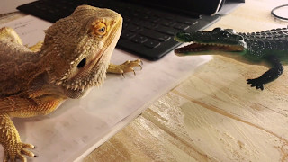 Bearded Dragon Vs Alligator [upl. by Wier72]