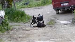 CÃƒES A LUTAR OU A BRINCAR JUNTO Ã BARRAGEM DE BELVER ORTIGA  MAÃ‡ÃƒO [upl. by Fairman373]