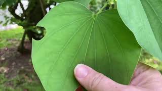 Bauhinia Variegata tree Orchid Tree [upl. by Gnov]