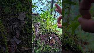 Best tips grafting dendrobium nobile plants on rocks garden short orchid [upl. by Imeka]