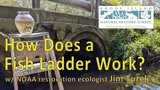 How Does a Fish Ladder Work w Jim Turek [upl. by Guyon]