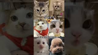 Chinese song meme cat meme funny catmeme cute catphoto [upl. by Ylluz]