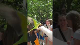 Hand Feeding Rose Ringed Green Parakeets In St James Park London shorts [upl. by Schreiber]