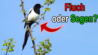 Elster im Garten Segen oder Fluch Was ihr unbedingt wissen solltet [upl. by Ellesor]