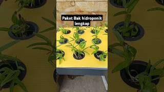 Paket bak hidroponik lengkap [upl. by Neibaf]