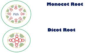 Monocot dicot root [upl. by Iggie]