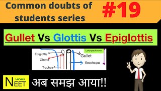 Gullet Vs Glottis Vs Epiglottis  Breathing and Exchange of Gases  Class 11  NEET [upl. by Karel197]