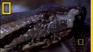 Anaconda Birth  National Geographic [upl. by Gilliam]