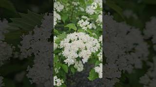 Blue muffin arrowwood viburnum flowers  garden Flowers satisfying shorts nature [upl. by Euqirne]