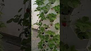 aeroponictower garden indoorplants hydroponictower aeroponics indoorgarden strawberry plants [upl. by Angell]