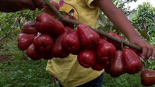 Cara Budidaya Tanaman Jambu Air Citra Agar Cepat Berbuah [upl. by Anad]