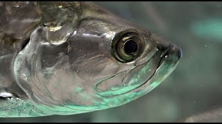 Facts The Atlantic Tarpon [upl. by Ecidnarb463]