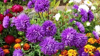 How to Grow Asters from Seed [upl. by Tayib633]