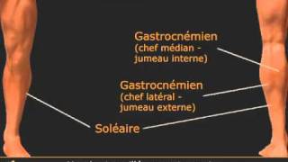 Exo de mollets  chameau en unilatéral [upl. by Emia]