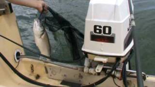 Catching a Bass Boat Fishing off Bradwell on Sea [upl. by Sutsuj]