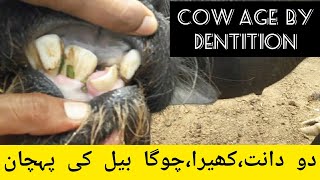 Do dant Donda bull cow  Cattle age by dentition  Qurbani k janwar k do dant check kerna [upl. by Orutra]