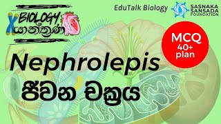 Nephrolepis ජීවන චක්‍රය  Nephrolepis Life Cycle  EduTalk Biology [upl. by Yenoh384]