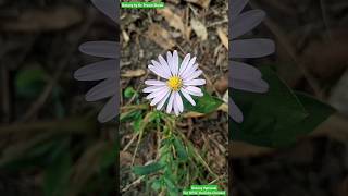 Aster tataricus  Asteraceae Family Beutiful Flowers in Garden and Decorations flowers decoration [upl. by Jonie162]