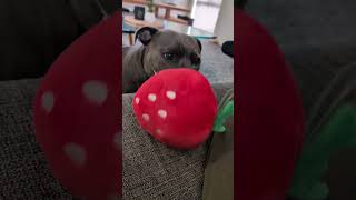 Subtle Staffy letting me know its Playtime 😂 bluestaffy dog englishstaffy [upl. by Alaekim863]