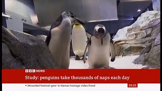 10000 micro naps a day how chinstrap penguins survive on microsleeps  1stDec2023 [upl. by Leirrad203]