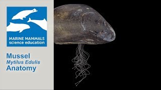 3D Mussel Mytilus Edulis Anatomy [upl. by Vezza]