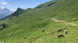 Hasliberg hike from Alpen Tower to Käserstatt [upl. by Oatis357]