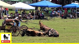 Buckboard Wagon Races Part 2  What About Bob Chuckwagon Races 2022  Saturday [upl. by Hannis]