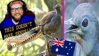 American Reacts to The Lyrebird  Mimics Anything  Australia [upl. by Lechar]