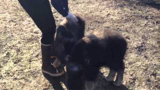 Musk ox babies [upl. by Drarej222]