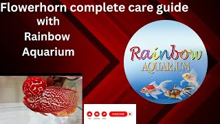 Flowerhorn complete care guide [upl. by Shiau128]